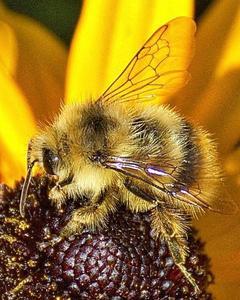 Fuzzy-horned bumble bee