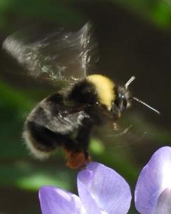 Western bumble bee