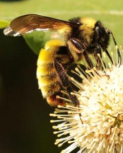 American bumble bee