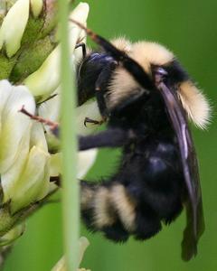 Suckley cuckoo bumble bee