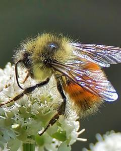 Forest bumble bee