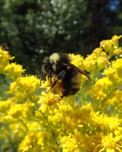 Yellow-banded bumble bee