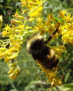 Yellow-banded bumble bee