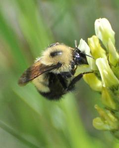 Half-black bumble bee
