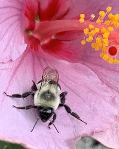 Unknown bumble bee
