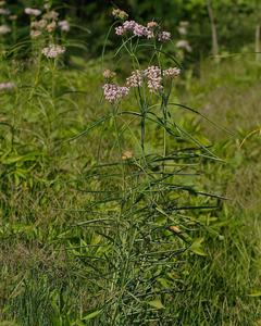Narrow-leaved milkweed